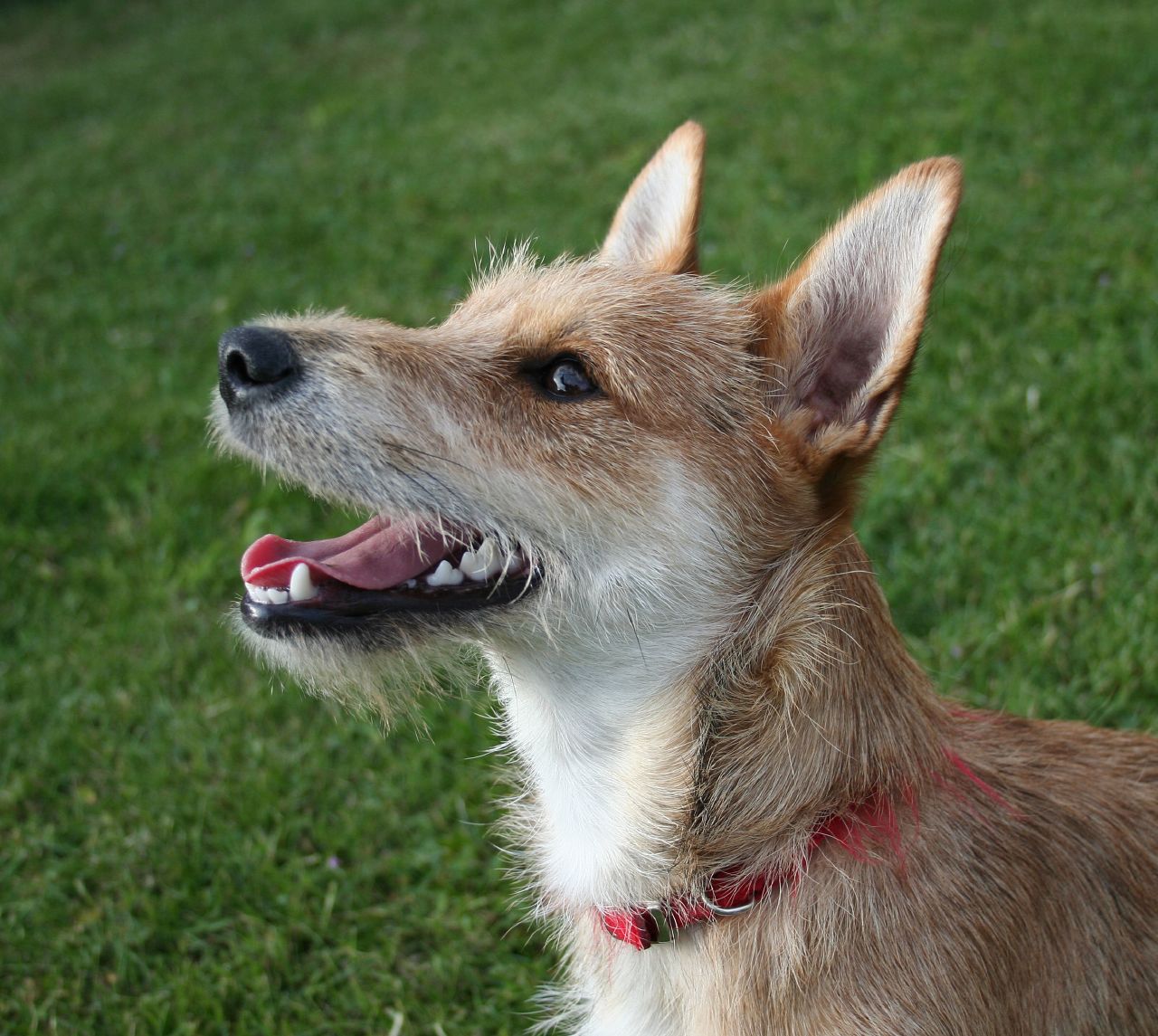terrier mixed breed