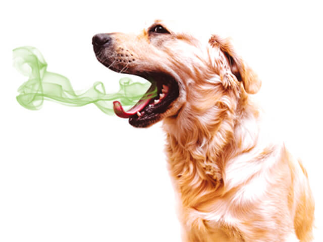 dog bad breath