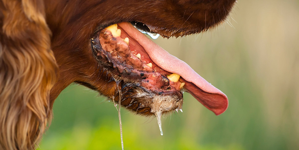 dog saliva rabies