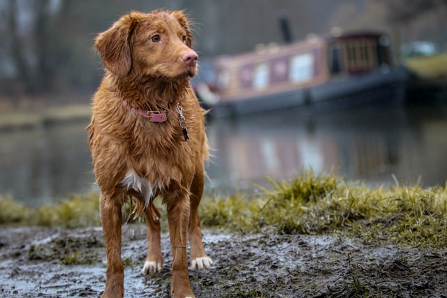dog smelling
