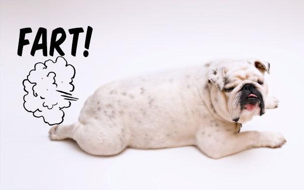 Flatulence in dogs
