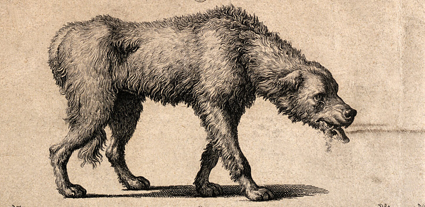 rabid dog