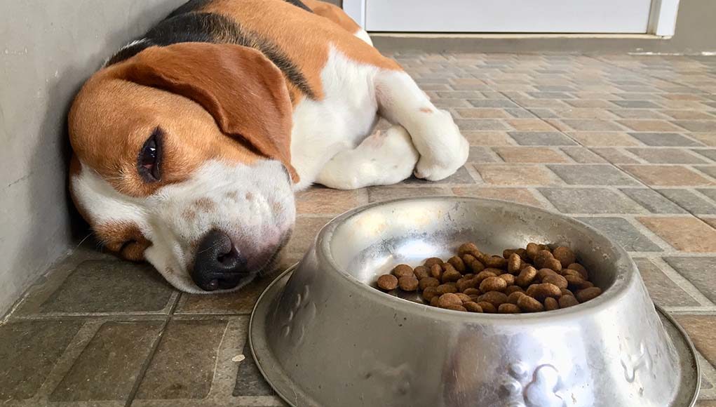 sensitive stomach dog