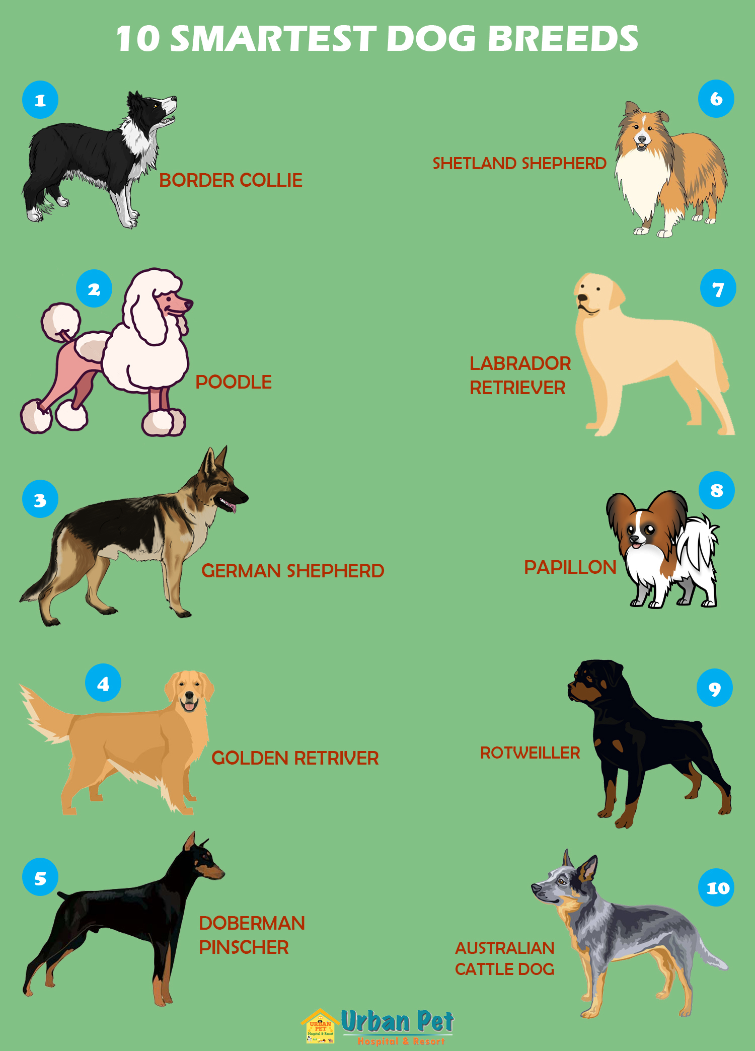 10 Intelligent Dog Breeds