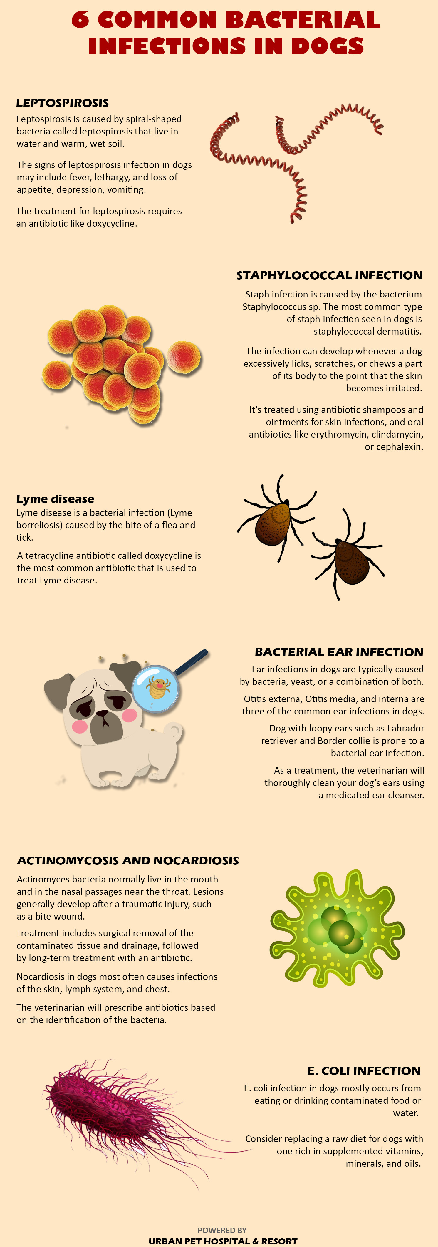 oral antibiotics for skin infections