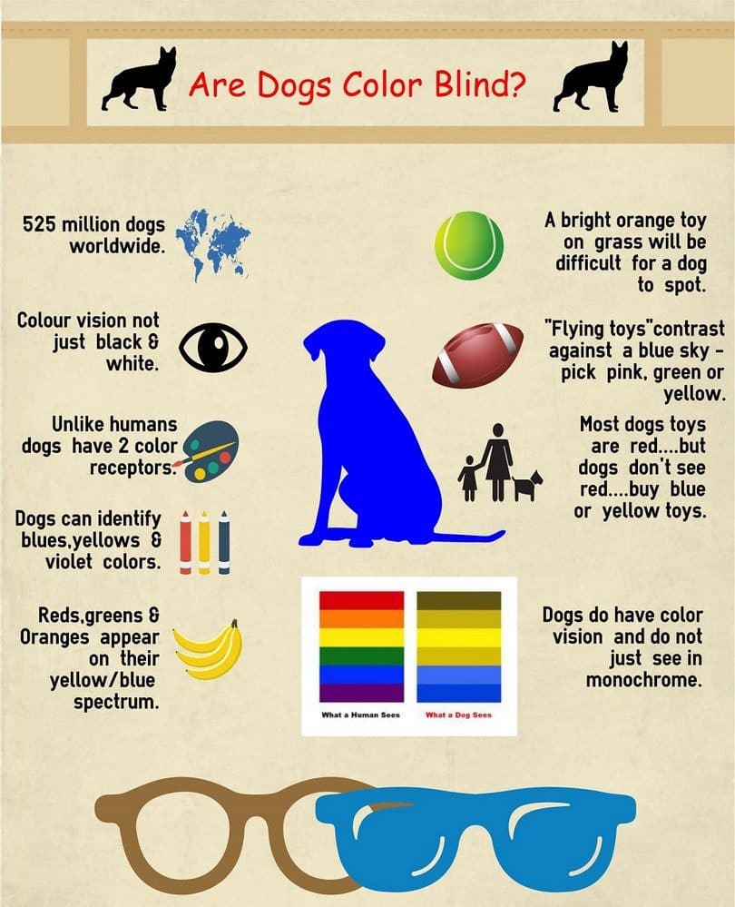 research on dogs being color blind