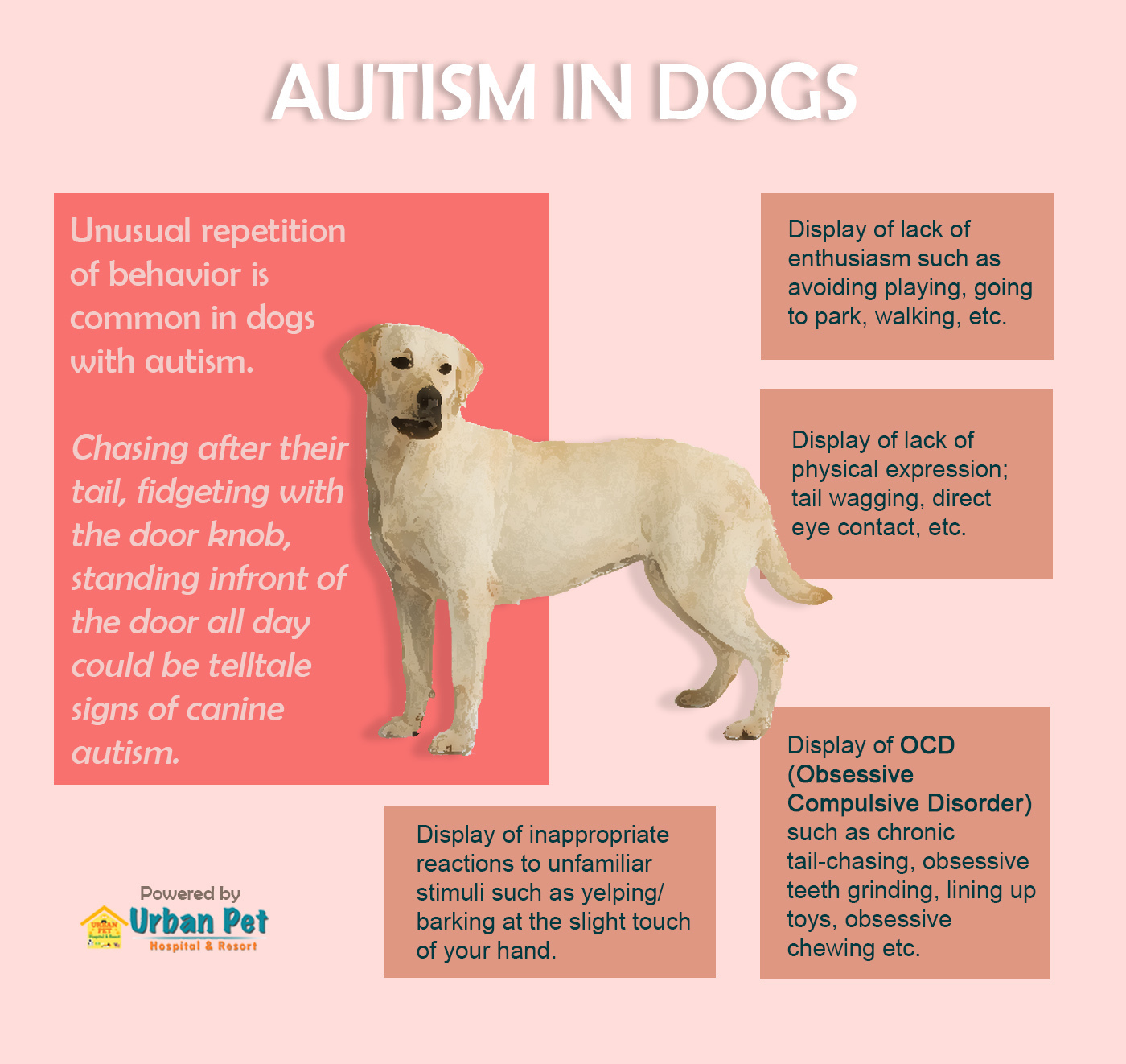 What Are The Symptoms Of Autism In Dogs
