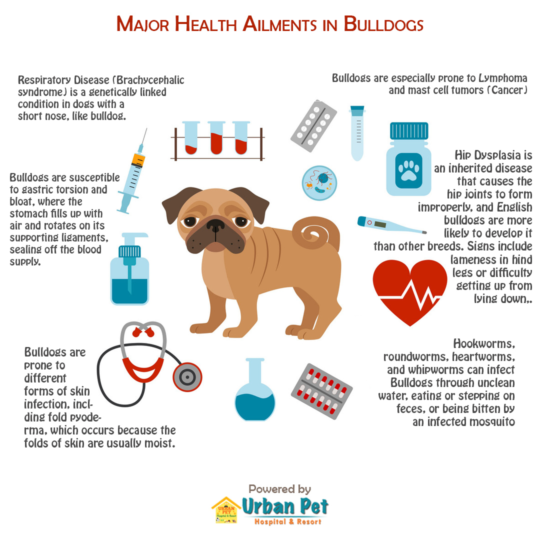 The Most Common Health Issues With English Bulldogs – Forbes Advisor