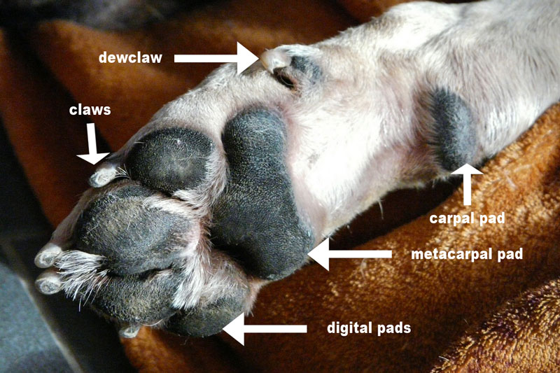 Indskrive trække sig tilbage Urskive Pet News & Articles | Urban Pet Hospital Blog | 8 Common Dog Paw Problems