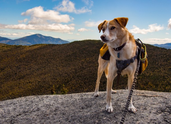 Hiking pets