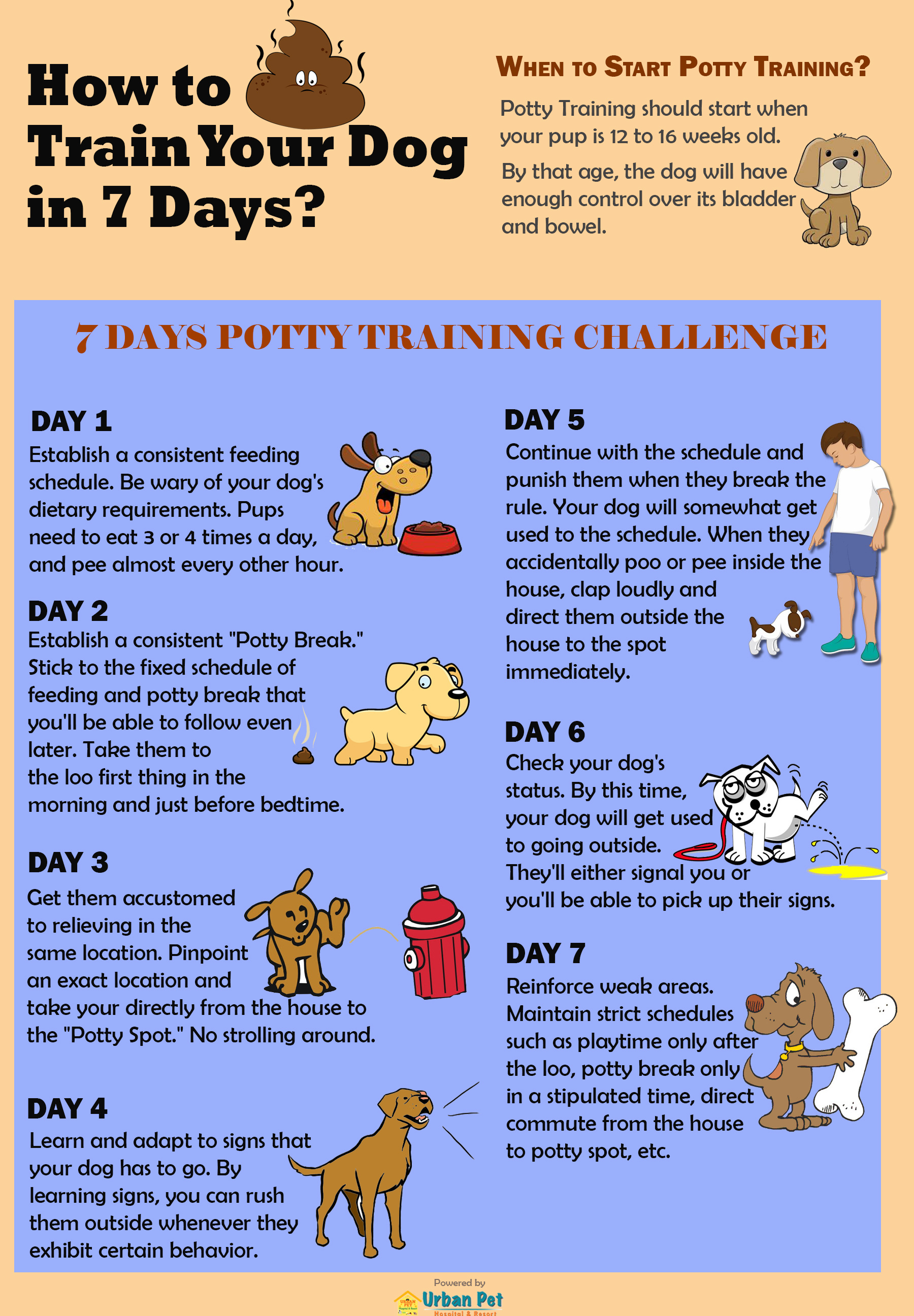 how to house train a dog in a week