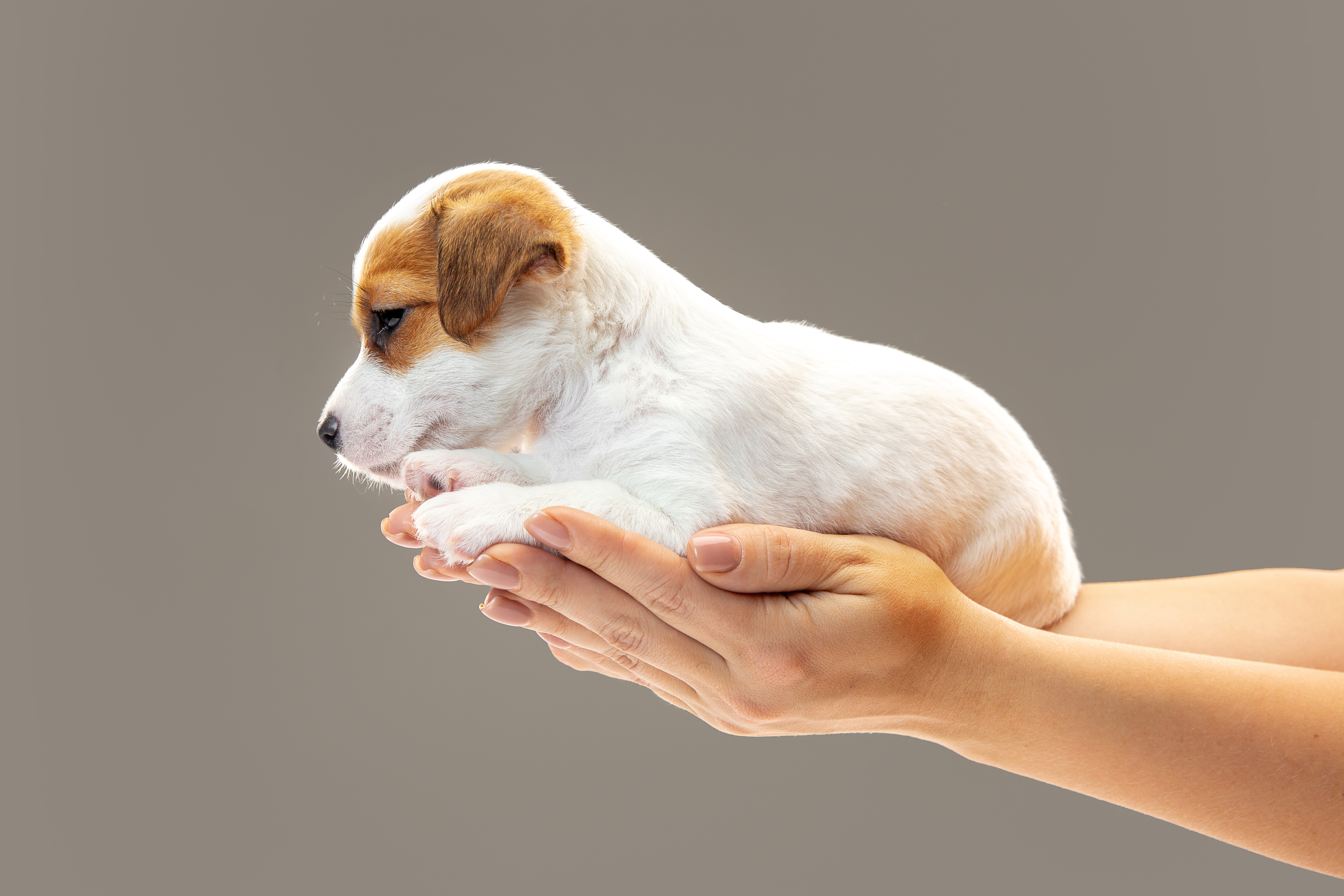 dog giving birth to puppies