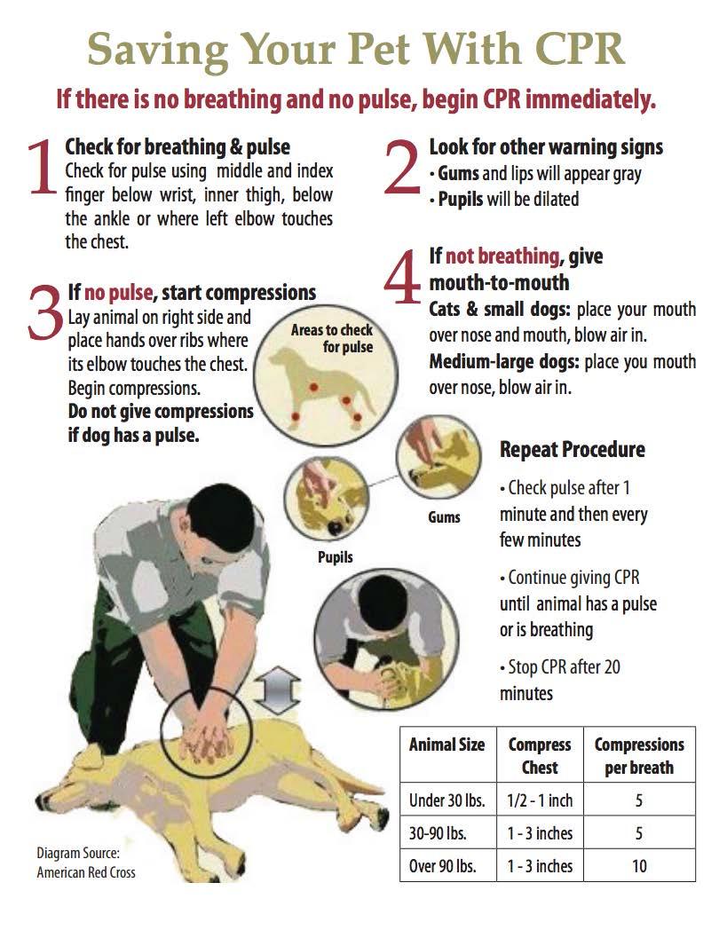 can a dog really perform cpr