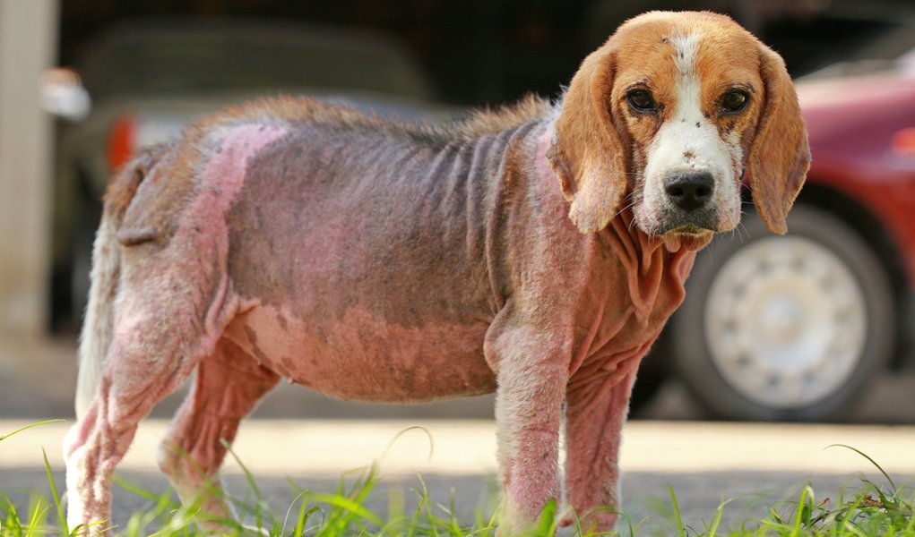 skin infection dogs