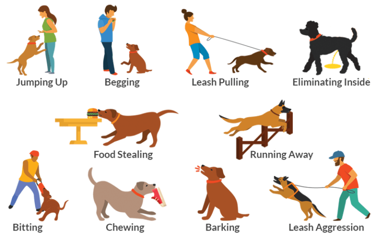 dog-behavioral problem