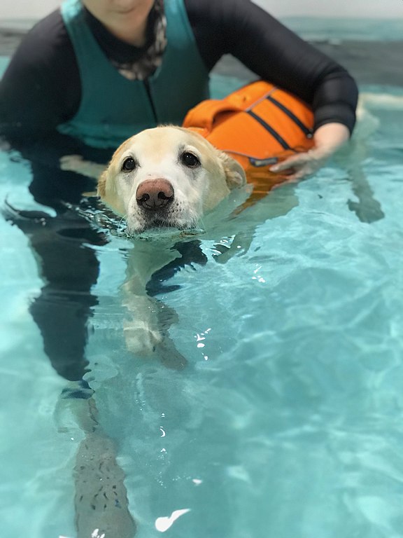 dog enjoying water therapy