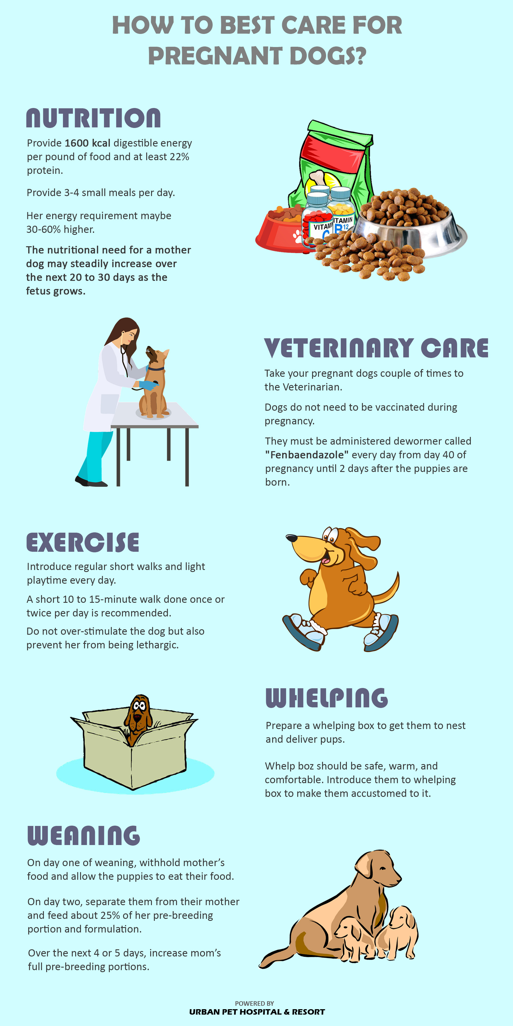 I. Introduction to Caring for Pregnant Dogs and Assisting Whelping
