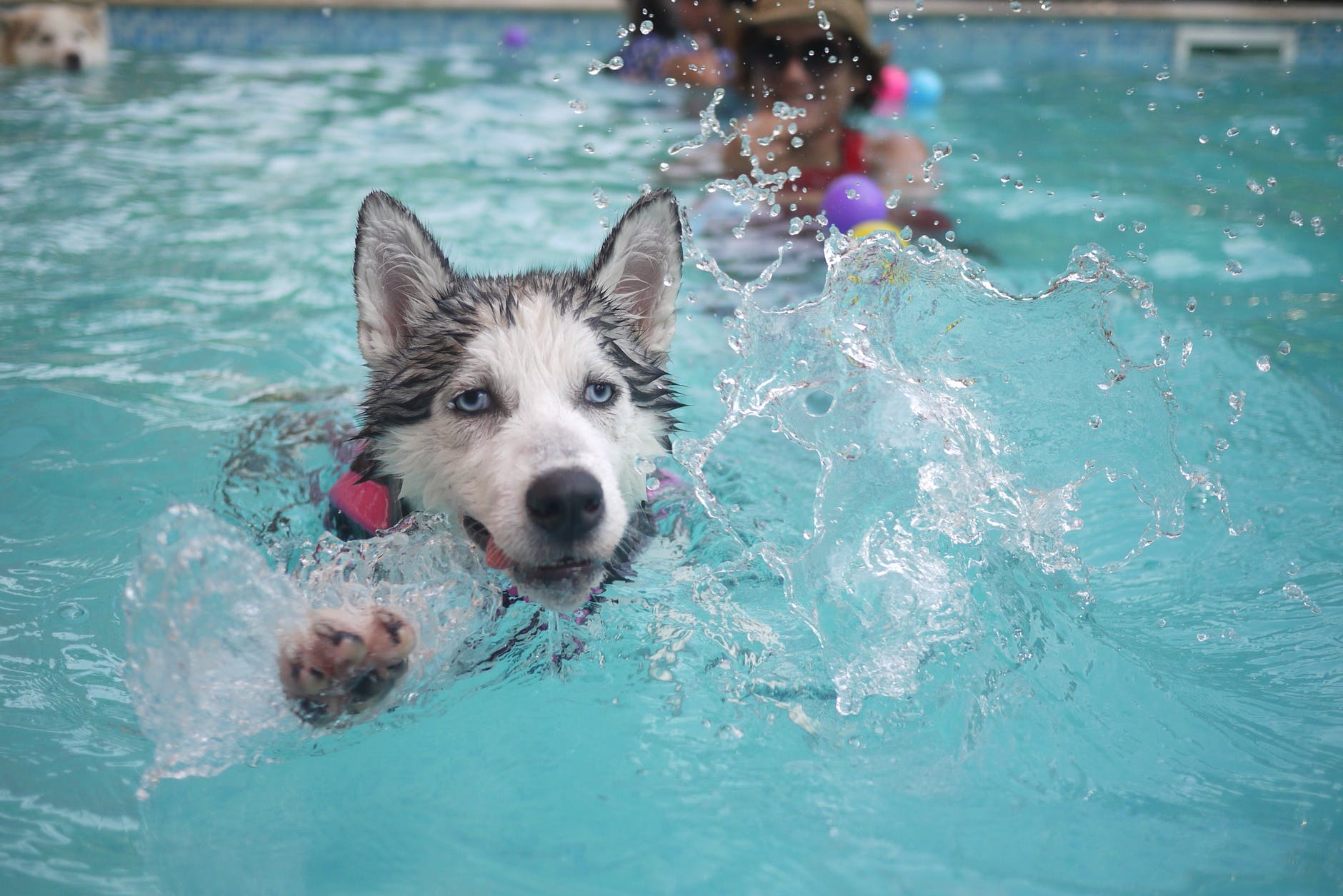 dog enjoying swim