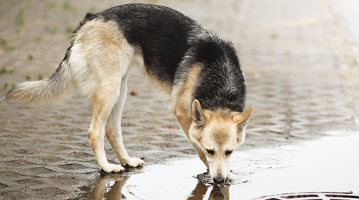 Leptospirosis in dogs