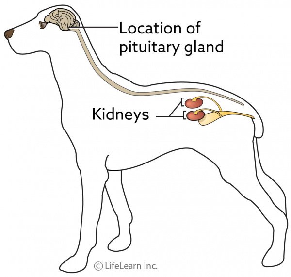 Dog pituitary gland