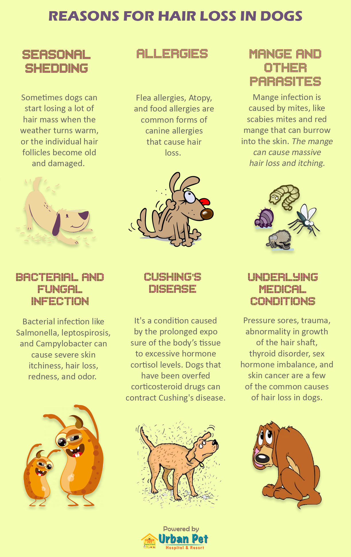 hair loss in dogs infographic
