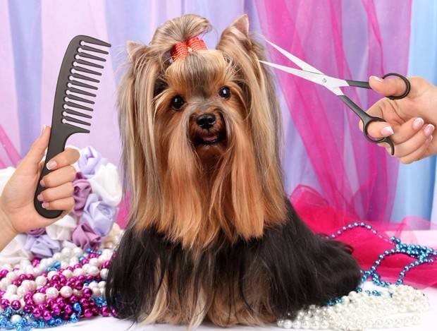 Benefits-of-Pet-Gromming
