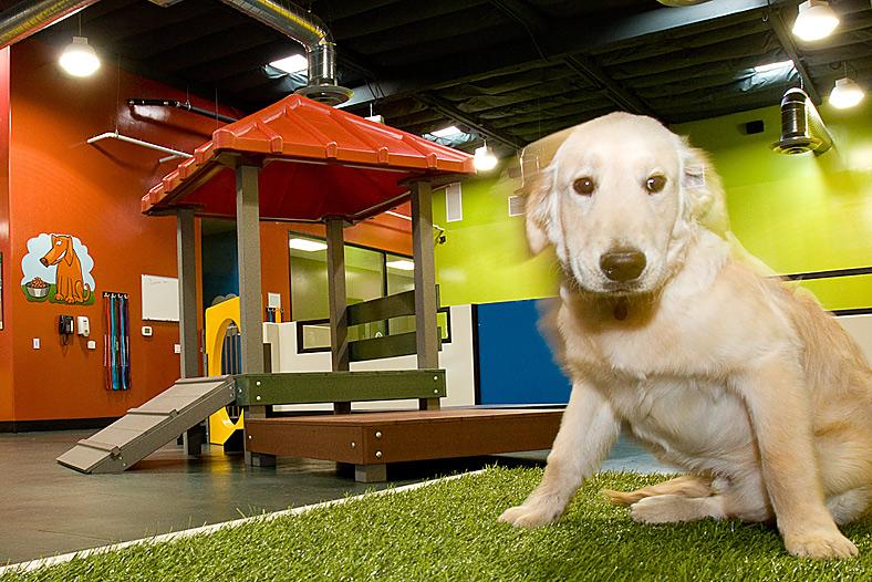 pet daycare dubai