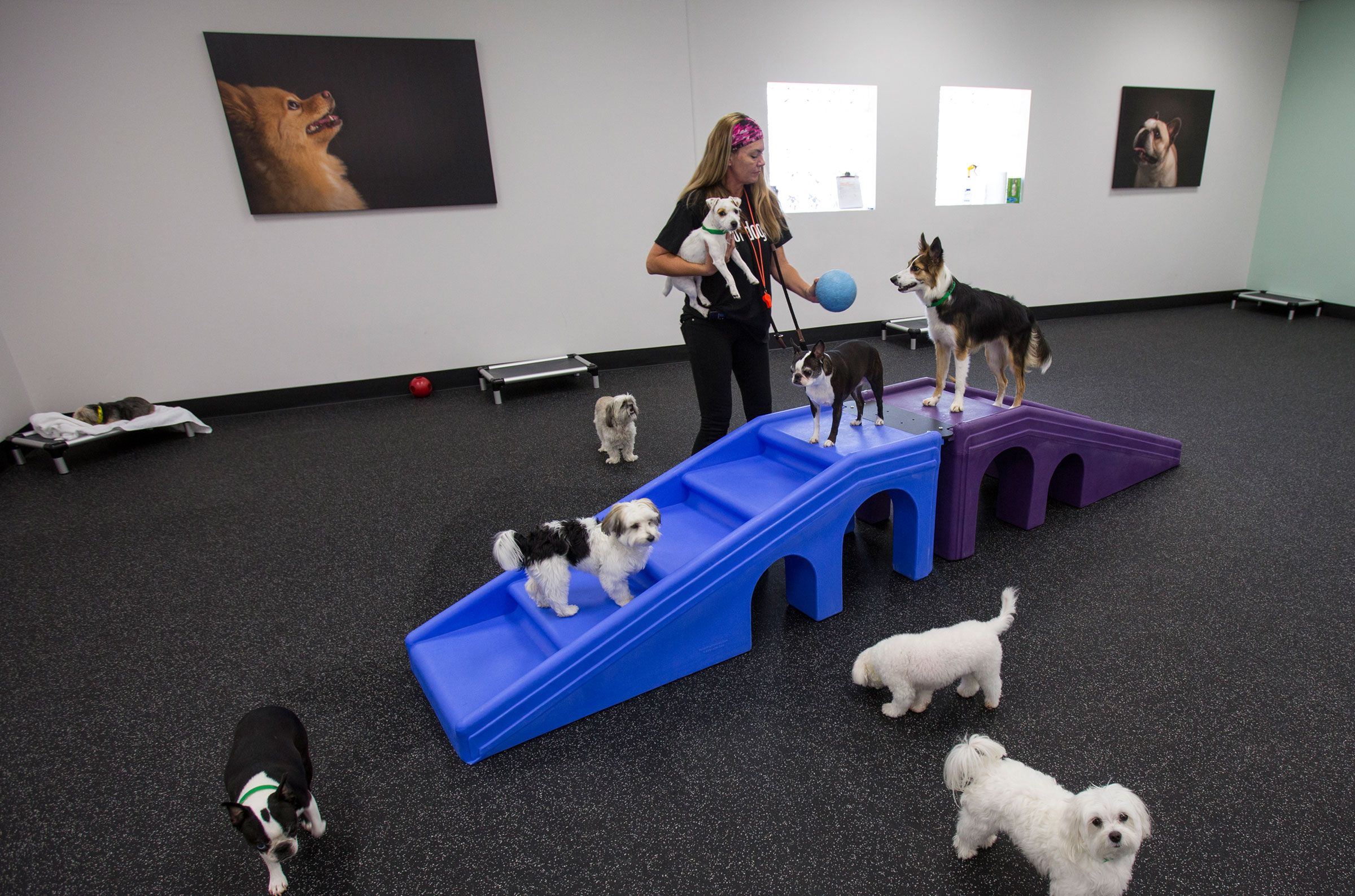 Dog Hotel Spiel Dog Hotel Spiel
