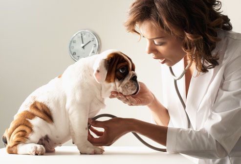 Urban-Pet-Medical-Service
