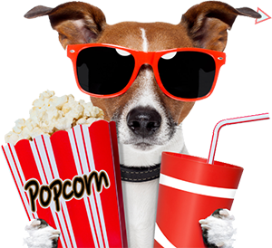 cool-dog