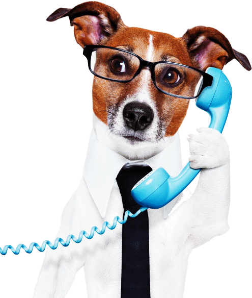 dog-on-phone